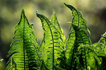 selective focus photography of green fern