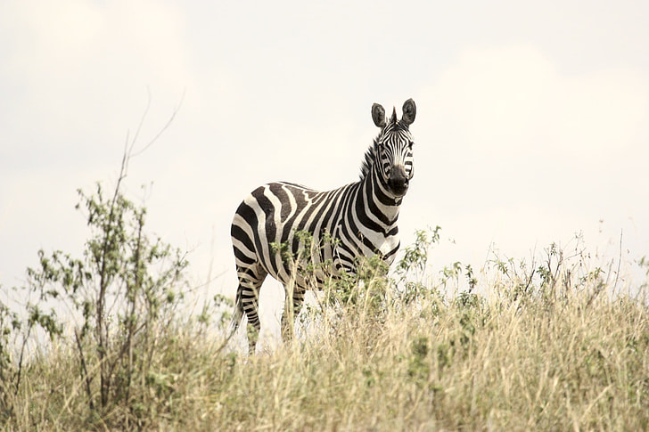 zebra on grassy field