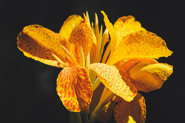 selective focus photo of yellow canna lilies