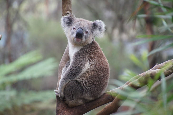 brown and white koala on tree