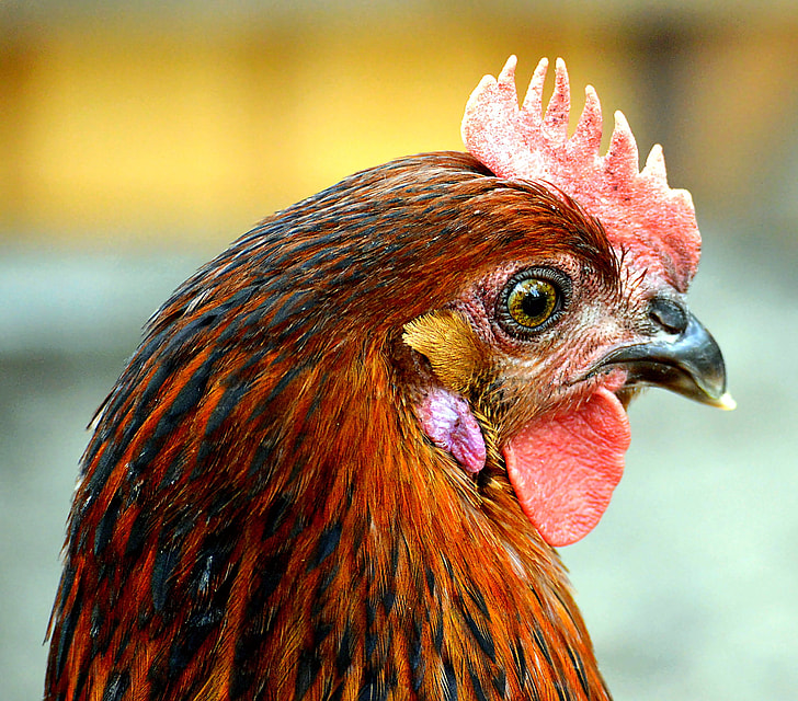 close-up photography of red rooster's face