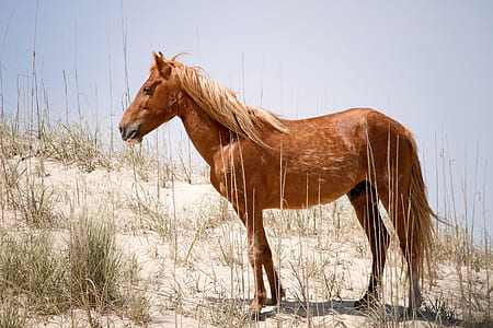 brown horse at desert under clear sky during daytime