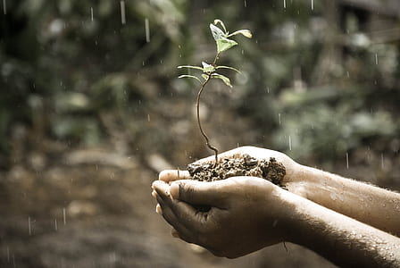 person holding soil with plant