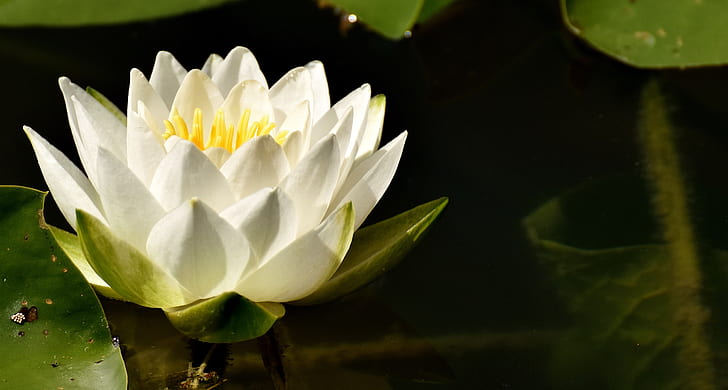 white petaled flower on water at daytime