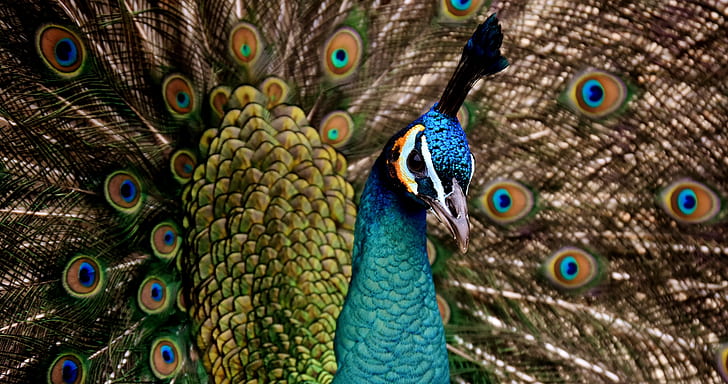 Peacock bust