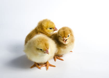 three yellow chicken chicks