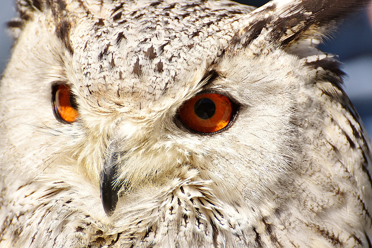 macro photography of gray owl