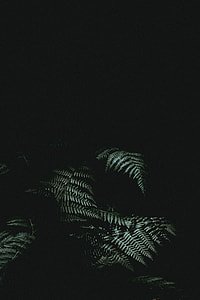 backgrounds, black Color, nature, dark