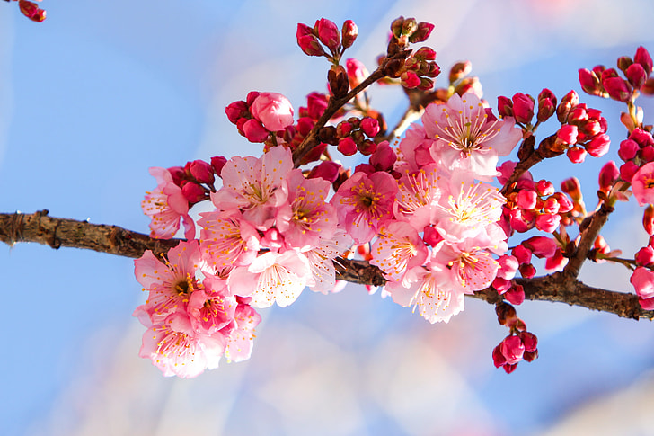 cherry blossom in macro shot photography