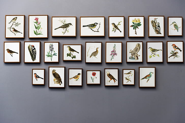 assorted birds paintings with black wooden frames