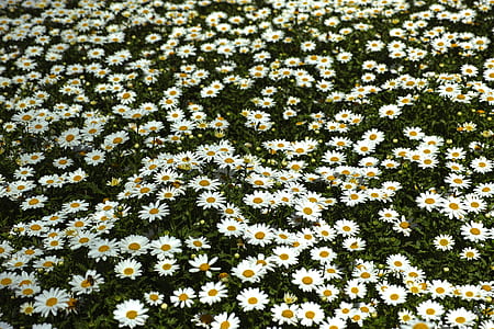 white daisy field