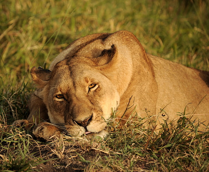 wildlife photography of laying lioness on ground
