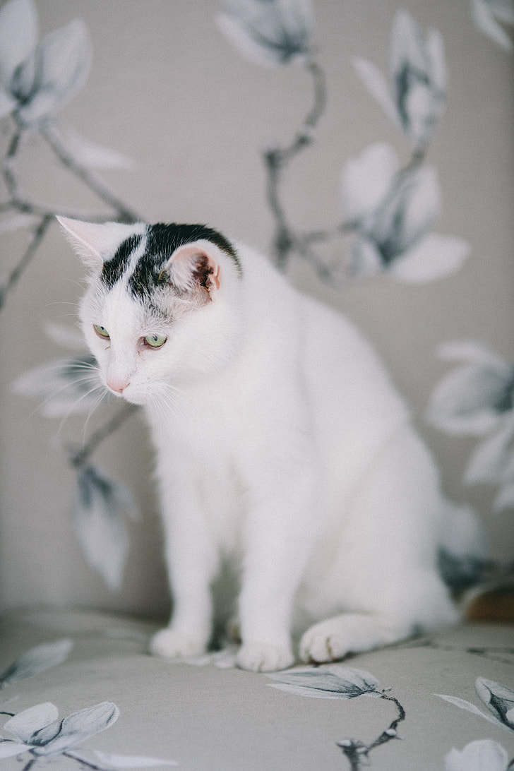 Portraits of white sad cat