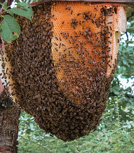 swarm of bee and bee hive on tree