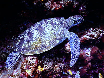 Underwater Photography of Brown Sea Turtle