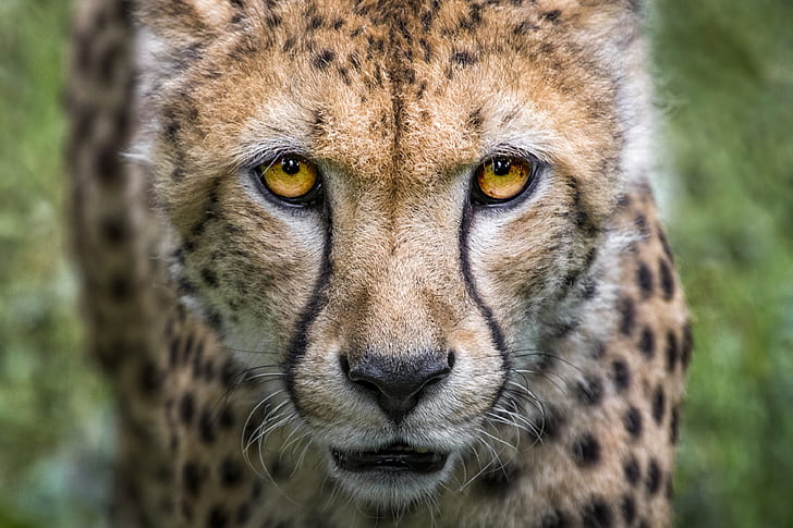 selective focus of cheetah