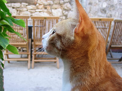 Side View of Orange Tabby Looking at Green Plant