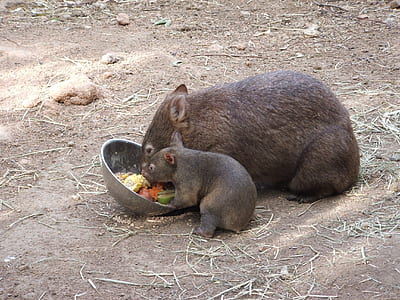 two black boars eating
