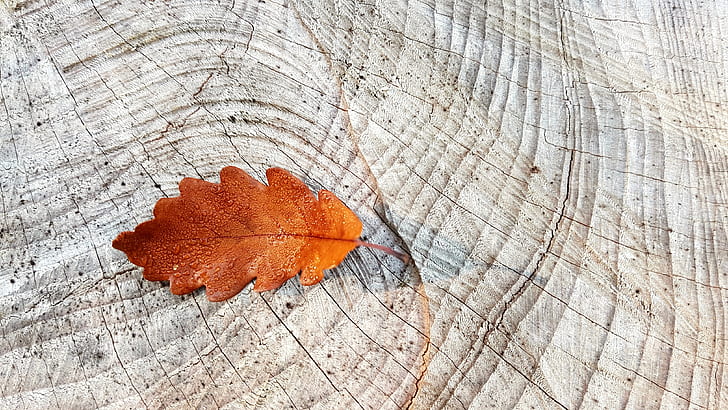 brown maple leaf on white surface