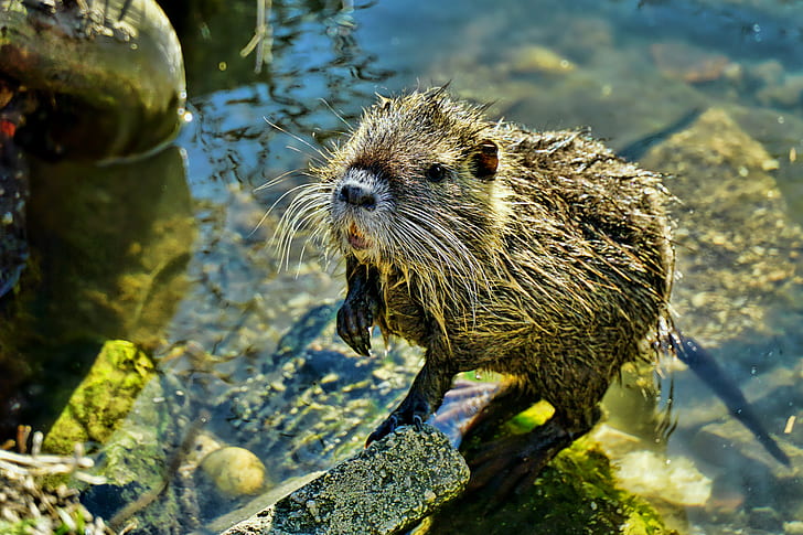 close-up photo of brown beaver