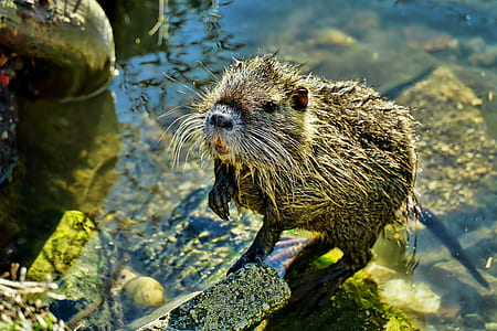 close-up photo of brown beaver