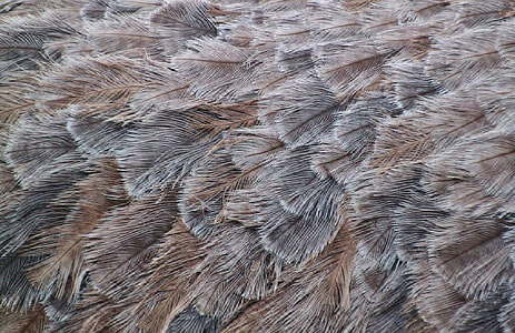 grey animal feather lot