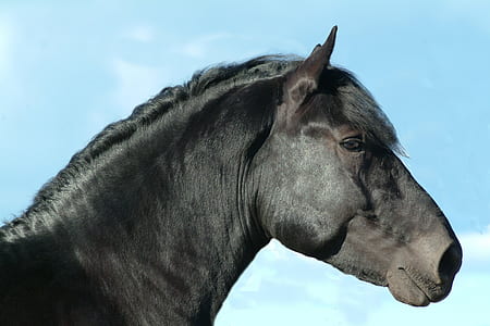 selective focus photography of black horse
