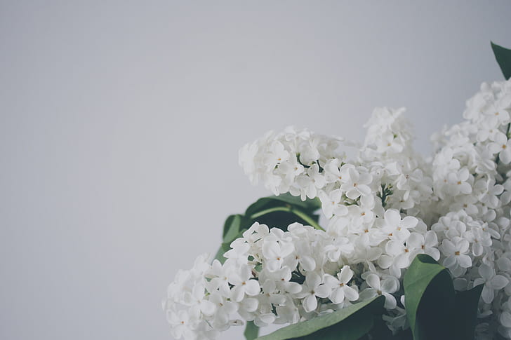 closeup photography of white lilac flowers beside white wall