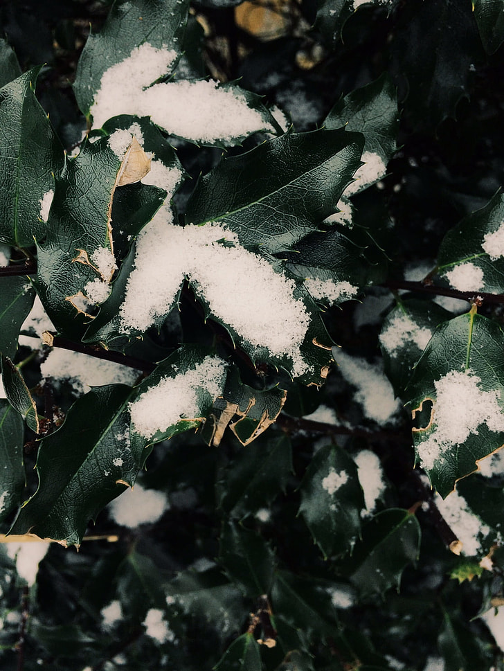 snow remains on leaves