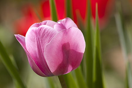 selective photography of pink tulips
