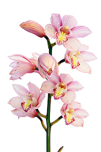 pink orchids closeup photo