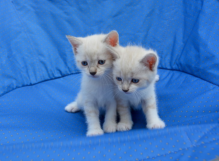 two white kittens on blue mat
