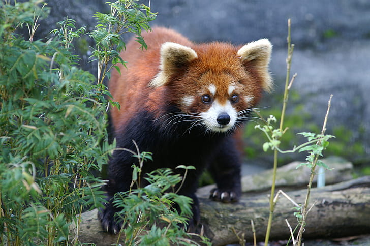 red panda on brown branch