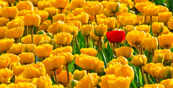yellow and red tulips field