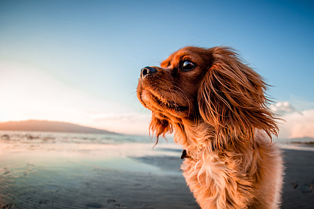 Closeup shot of a dog on the beach