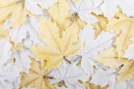 white and brown maple leaves lot