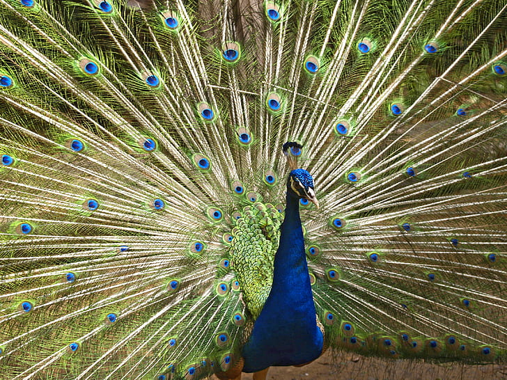 animal photography of peacock