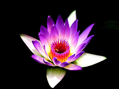 closeup photography of purple lotus flower