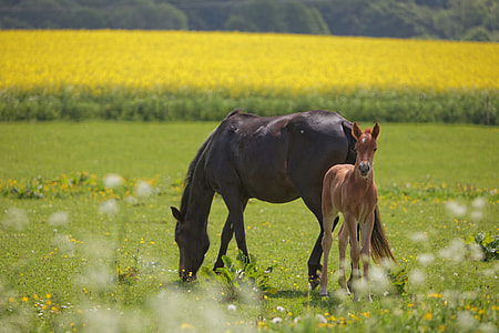 black and brown horses on grass field