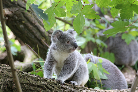 gray koala on tree