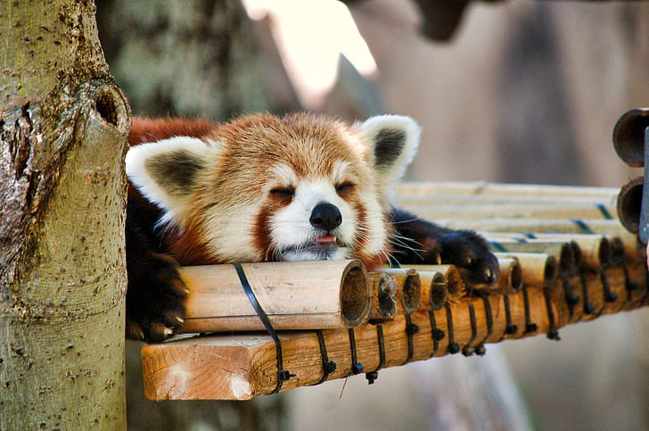 red panda sleeping on brown bamboo panel