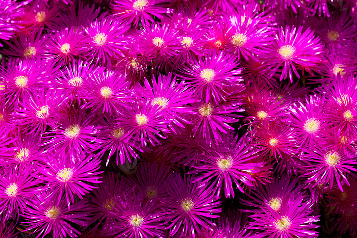photography of purple daisy flowers