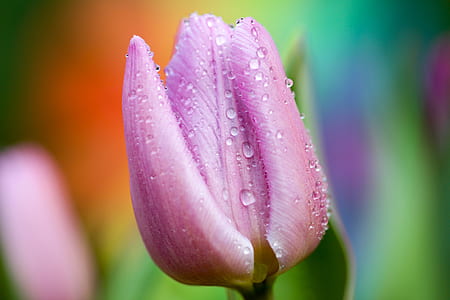 shallow photography of pink flower with water droplets