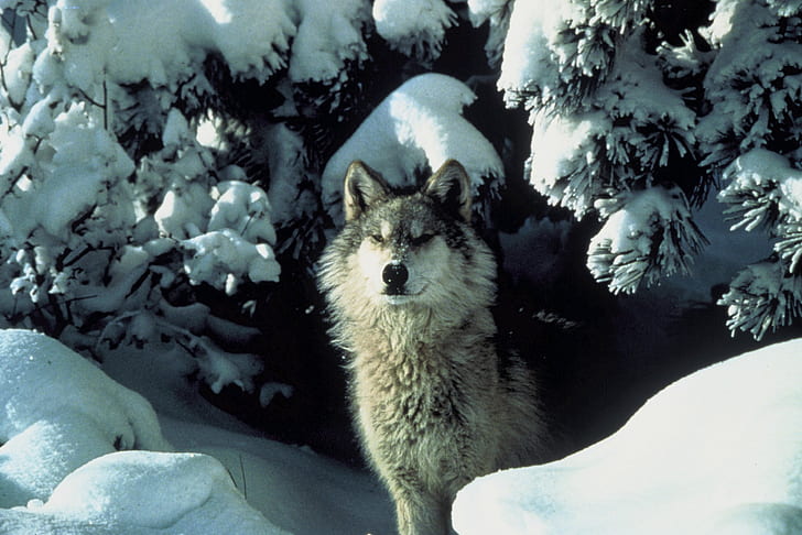 brown wolf standing on snow during daytime