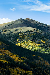 green trees and yellow flowers on mountain during daytime