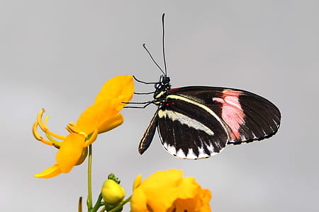 Black Pink and White Butterfly Perched on Yellow Flower Petal