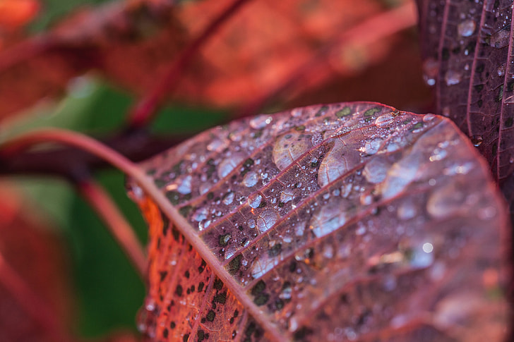 Macro shot of water drops on the leaf of a smoke bush