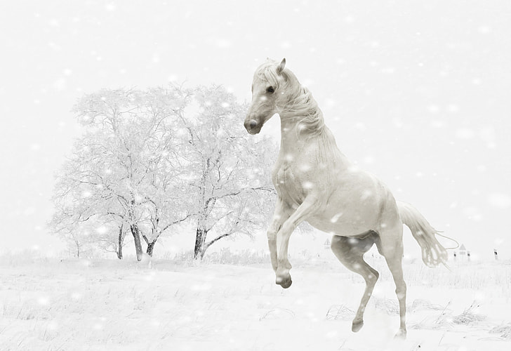 rearing white horse with white bare tree background