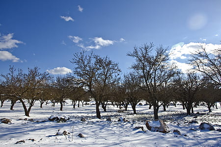Bare Trees over Snow Ground Under Blue Cloudy Sky