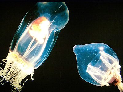 macro photography of two jellyfish